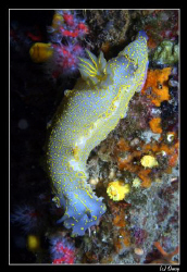 Hypselodoris elegans - a beatifull nudibranch. Quite a lo... by Daniel Strub 